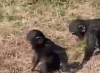 3936_monkey.gif