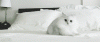 bdYtW.gif