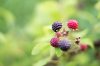 berries.jpg
