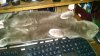 Milo keyboard resized.jpg