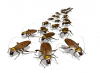 Hawkroaches.png