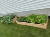 Garden - May 2020.jpg