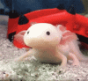 tenor.gif