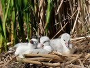 DSC_4815 swan cygnets in nest  CF scale.jpg