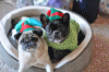 merry-christmas-dogs.gif