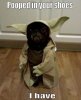 pug-dogs-yoda.jpg