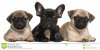 french-bulldog-puppy-two-pug-puppies-22370118.jpg