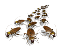 Hawkroaches.png