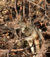 DSC_9616 coyote profile forum scale.jpg