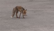 Gifs Fox1.jpg