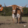 coach-beard-texas-texas-longhorns.gif