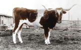 bevo_branded_colorized.jpg
