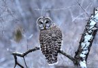 DSC_4435 Barred Owl Palmer Lake CF scale 1000x.jpg