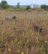 20200917_071001_resized.jpg