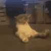 IMG_20240109_201301.gif