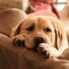 sad dog.gif