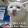 sportstalkcat