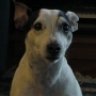MyLifeAsADog