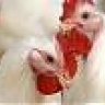 birdflu