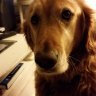 Libby
