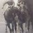 Thoroughbred